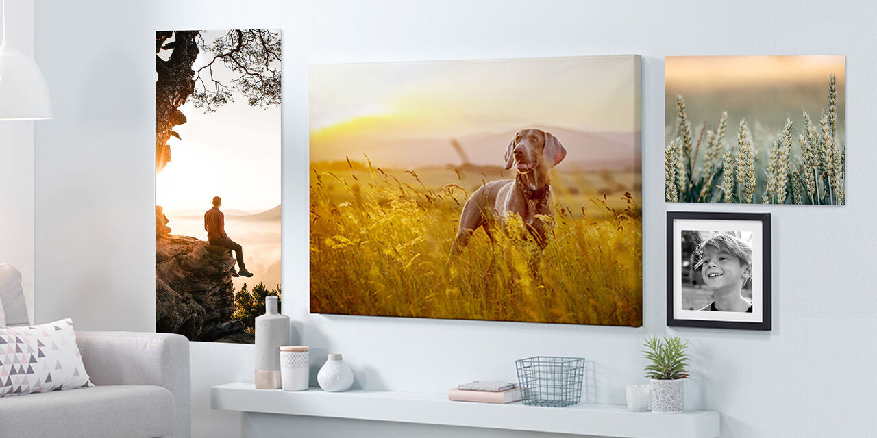 Veggbilder av en hund i en eng, samt andre naturbilder i en stue